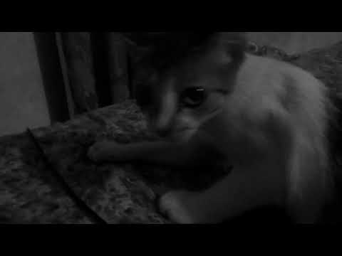 Mousy - Passing Memories (Official Video)