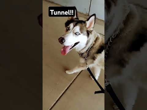 Go on a walk with me! Part 1! #dog #goat #tour #outdoors #therian