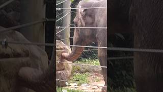 Elephant searches for Food #nature #naturelovers #zoo #worldexplorer #animals #wildlife