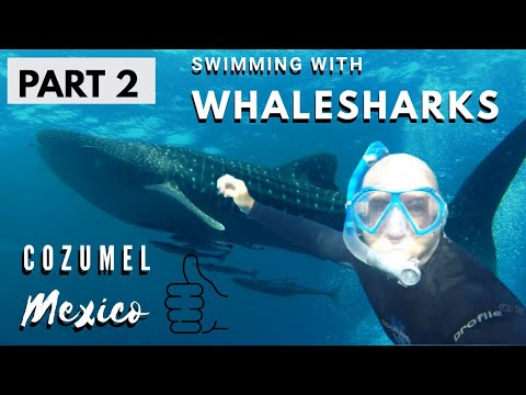 Swimming with Whale Sharks....Cozumel   PART 2