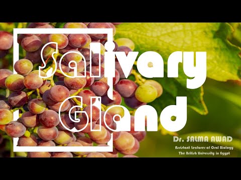 Salivary Gland 1