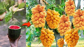 Watermelon with Jackfruit: The most lethal technique for grafting trees | How to Growing tree