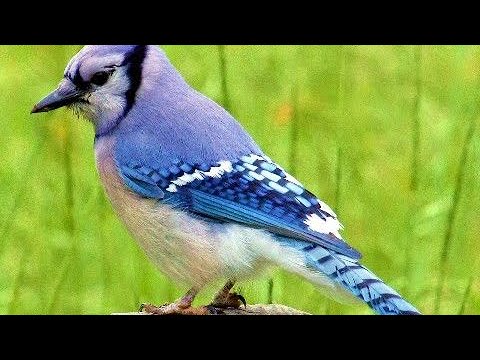 Texas Blue Jay sound