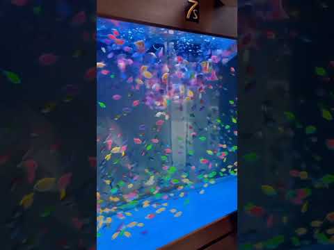 Kalau di tempat kalian, namanya ikan apa nih? lucu banget ikannya warna warni #aquarium #ikanhias