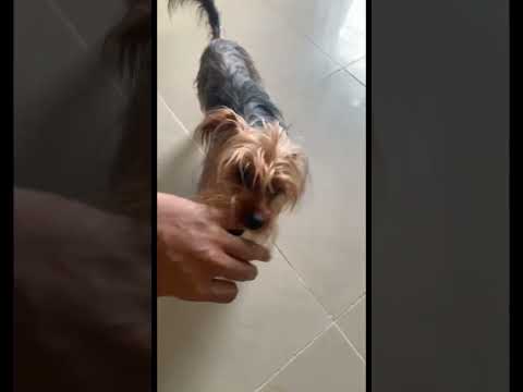 #Dog @Chiquitoyorkie emocionado por su cumpleaños 🎁