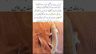 Meet the Sand Fish Lizard 🦎 #lizard #naturefacts #wildlife #nature #shorts