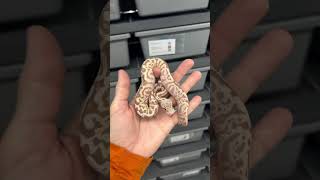 Spotnose Leopard Ball Python Combos!  🍌 or no?  #ballpython #ballpythonbreeder #royalpythons