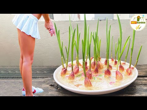 Secret Profile of a Professional Gardener Never Shared | Growing garlic at home Easy for beginners