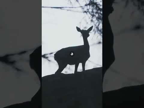 Real Life Horror  Skinwalker Encounters
