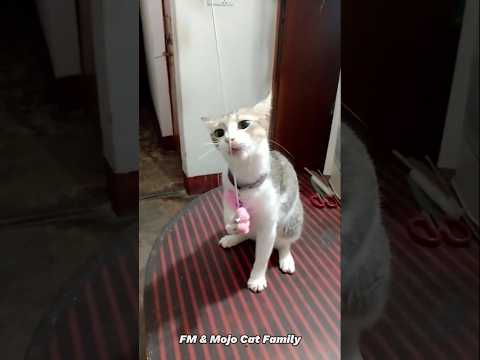Sushi loves to have fun with her favorite pink stick toy 😍🤩🤗 #toys #play #shorts