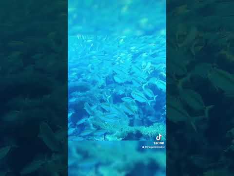 ダイビングは無音の世界です。自分のボンベから酸素を吸って吐く音しか聞こえません。　#diver #diving  #kazefujii #thailand