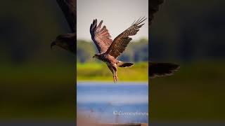 Florida birds photography #birdsphotography #wildlifephotography #reelstutorial #floridabirds
