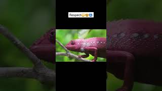 bodybuilding 💖🤐😱 #trendingshorts #shockingresults #shorts #bodybuilding #youtube  #respectshorts