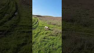 Brenda works this point perfectly! #pointer #chukarhunting #hunting #hunt #birddog #shorts #short