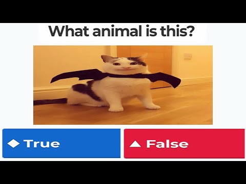 Impossible Beluga Kahoot Challenge