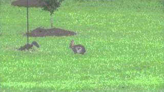 Rabbit Fighting a Squirrel