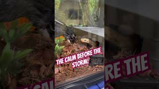 #ballpython #feedingsnakes #royalpython #snakefeeding