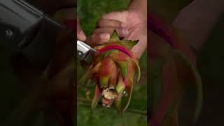 TrendingNow#ViralShorts#TrendingOnYouTube#ShortsFeed#TrendingShortsNow#viralvideo #dragon #nature