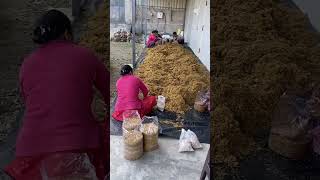A little progress each day adds up 2 big result| oyster mushroom farming  #oystermushroom#mushroom