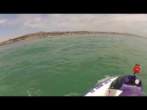 Dana Point - Dolphins EVERYWHERE!