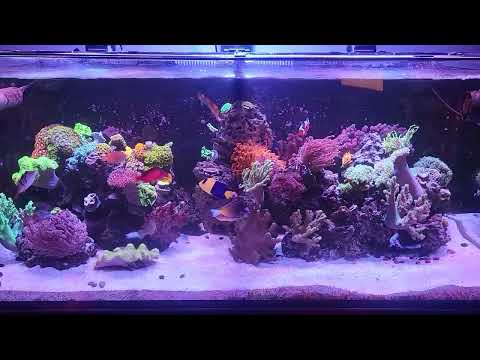 morning on the reef, hungry fish