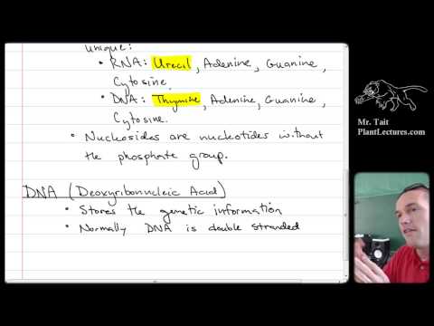 AP Biology - Biochemistry - Lesson 6: Nucleic Acids