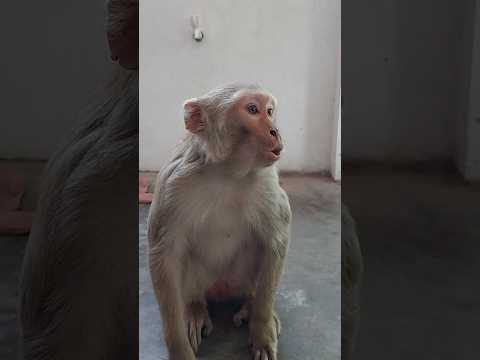 monkey 🐒 & cute baby 🐥 laughing video #funnyvideo #comedy #monkey #cutebaby #shorts