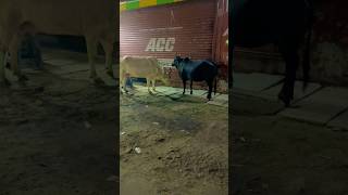 Cow helpvideo ​@Uvais_abbas02 #helpthemfoundation #trendingvideo #help #cowvideos #emotional