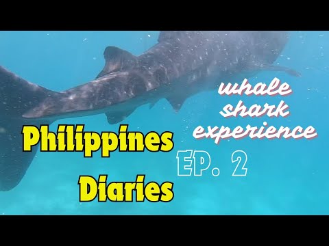 The Oslob Whale Shark Experience - What We Wish We Knew: Philippines Diaries Ep 2