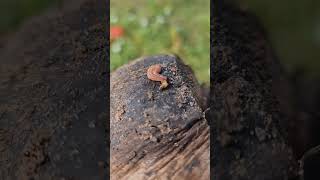 So small micro animals look like worm and snail