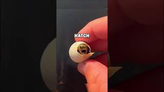 RAISING BABY TURTLE! #pets #animalstories #animals #cute