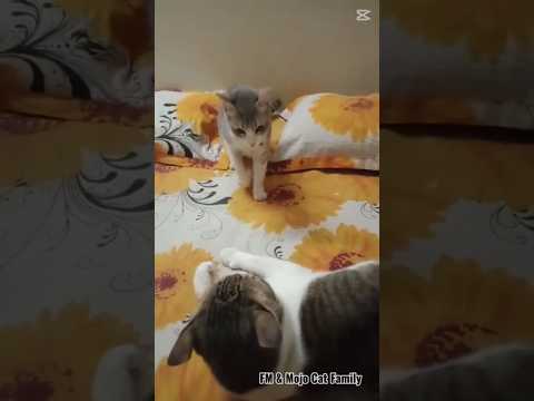 বন্ধুরা আজকে অনেক খেলাধুলা করছি - সুজি 😻🩶😺 #shorts #cat #play