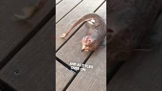 They found a weird creature while fishing 😳