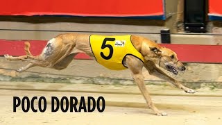 2024 Dam of the Year - Poco Dorado