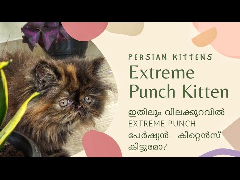 Extreme punch face Persian kitten for sale in Kerala | Persian kittens for sale | Creative Explosion
