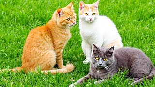Beautiful kittens playing on the grass - Cat sounds, beautiful cat videos