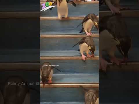 Before & After Animals Growing Up. Animal Transformation ✅ #shortsviral #animaltransformation #cute