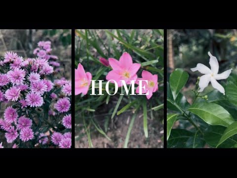 Simple video of my village 2025✨❤️