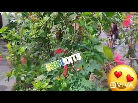 WhatsApp Video 2021 06 25 at 7 02 10 PM