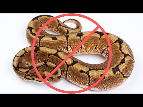 Spider Ball Python