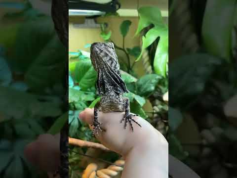 The amazing Frilled Dragon! What a gorgeous animal. #lizard #animals #lizardlove #frilleddragon