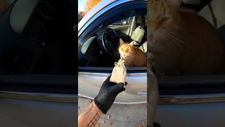 SHOCKING Bodycam Cat Hijacks Police Car#CatHijack #BodycamChaos #FunnyCats #PoliceCatChase #sora2