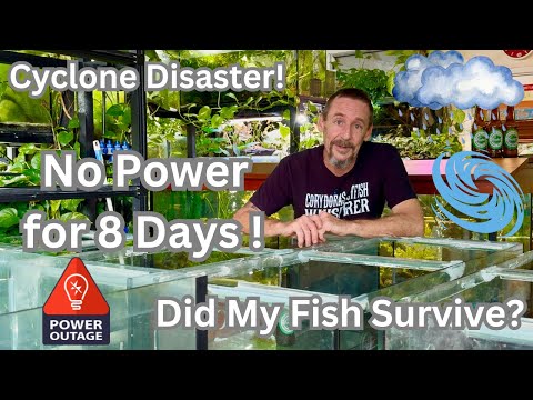 Cyclone Disaster! No Power for 8 Days – Did My Fish Survive?