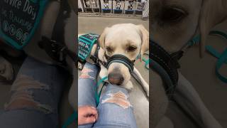 Service dog saves owner!! #servicedog #dog #dogtraining #youtubeshorts #shorts
