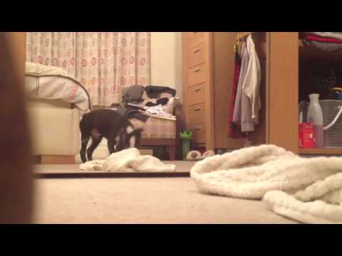 Donnie the Boston Terrier Puppy playing in the mirror