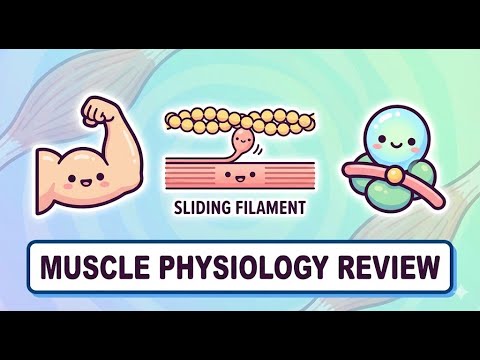 PLE Physiology 4.6 Muscle Physiology