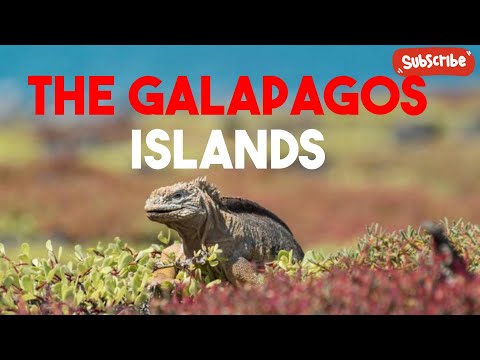 The Galapagos Islands: Where Evolution Dances on Volcanic Soil! #galapagos #galapagoislands #darwin