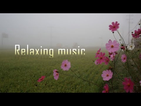 Relaxing music (zen) - deep relaxation music