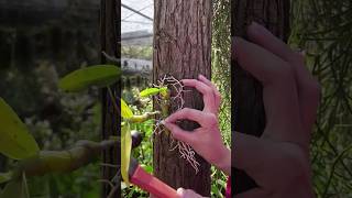 Best methods growing orchid plant