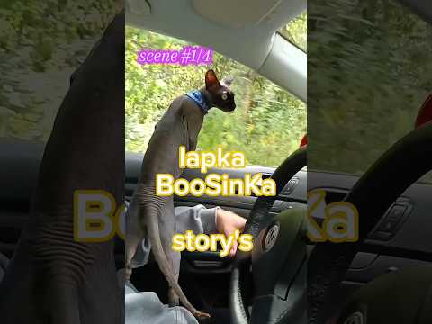 приключения, Лапки Бусинки, на диком пляже. #art #magic #creator